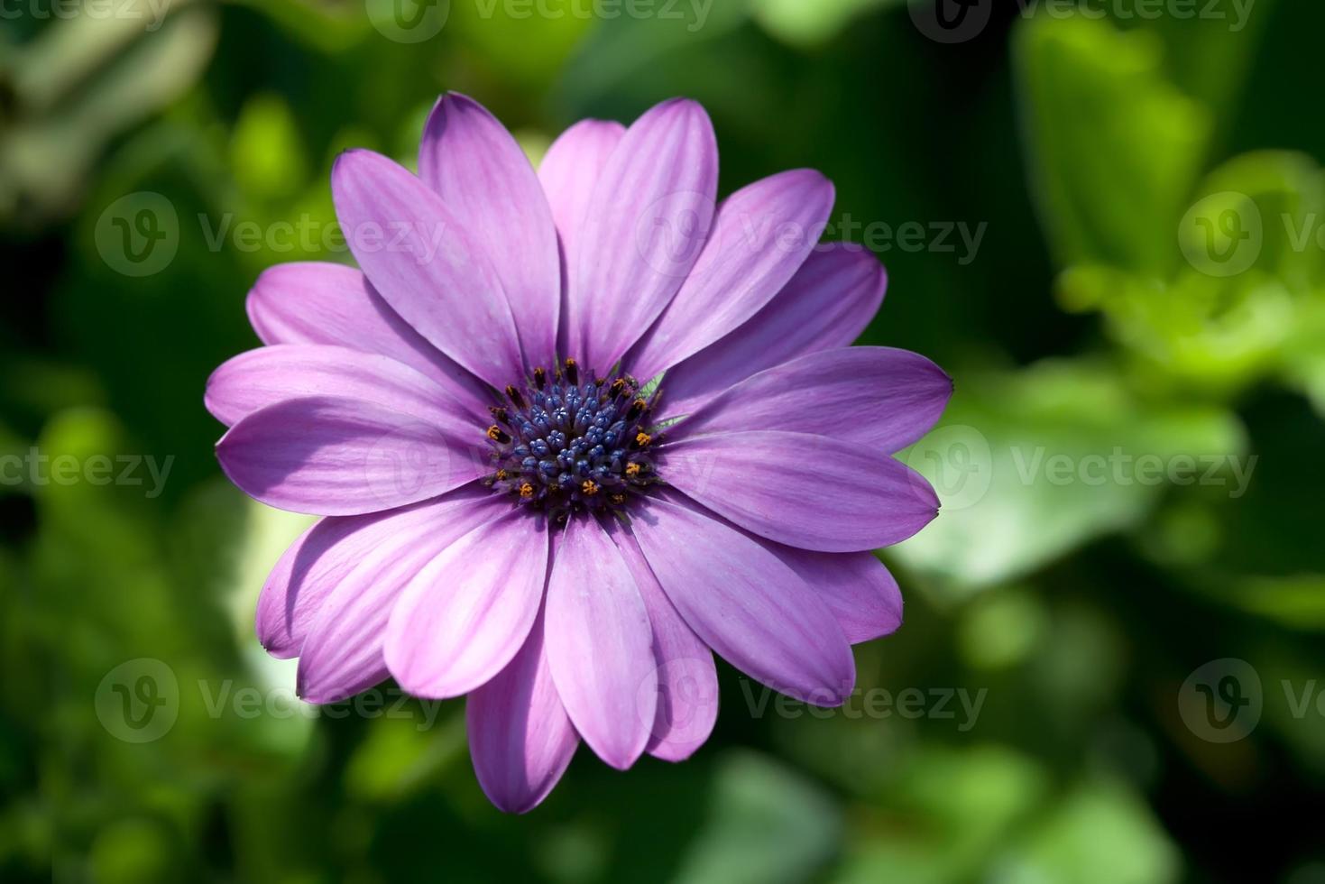 fleur d'aster. violet. photo