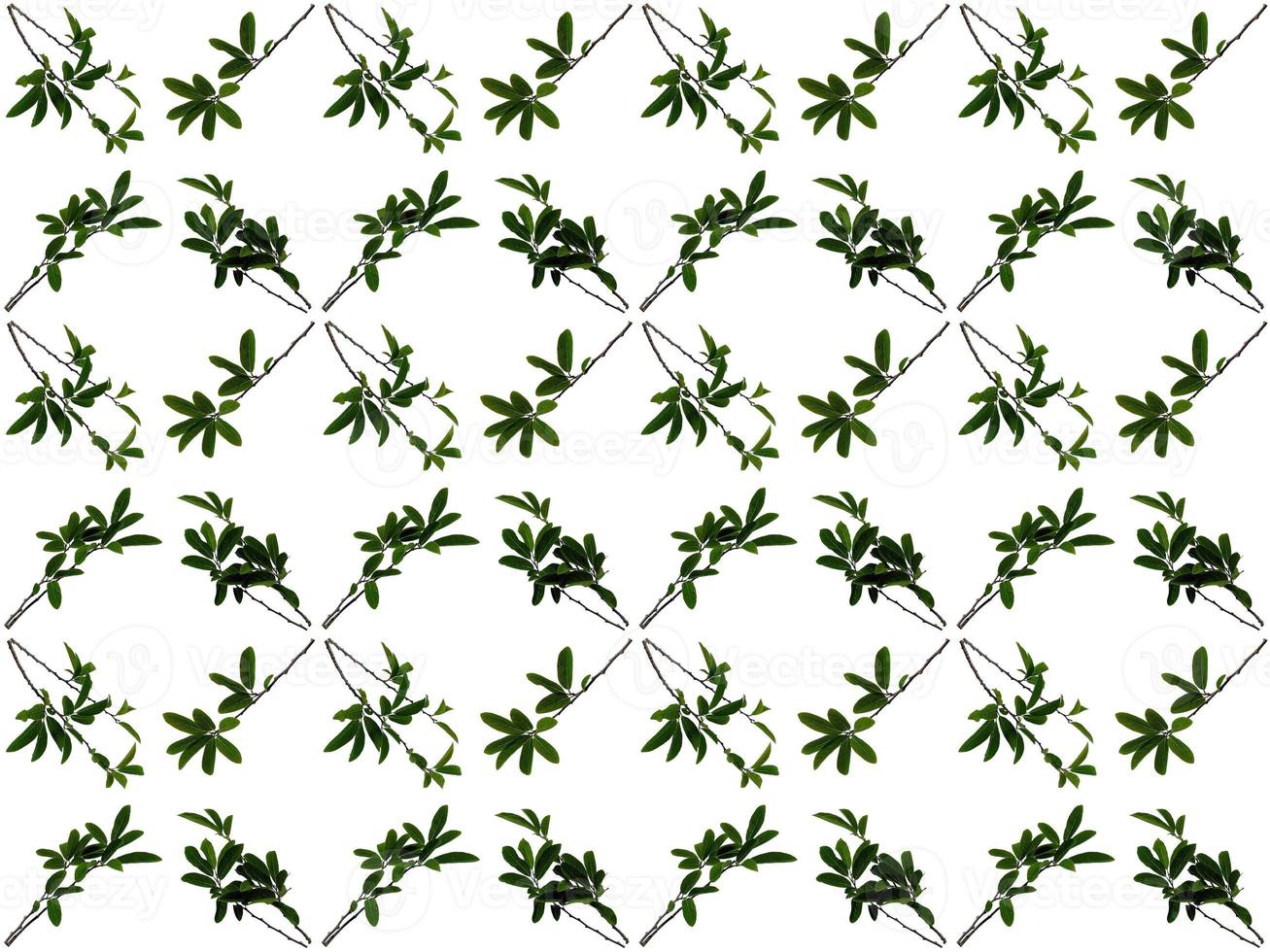 motif de feuilles sur fond blanc photo