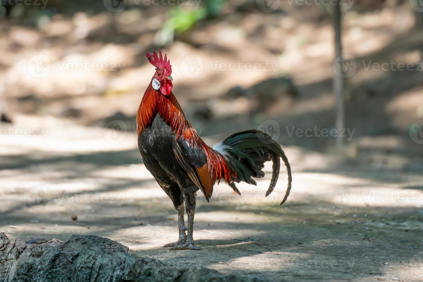 coq bantam, beau poulet bantam thaïlandais en fram après l'arrêt de la pluie. concept de conservation des animaux et de protection des écosystèmes. photo