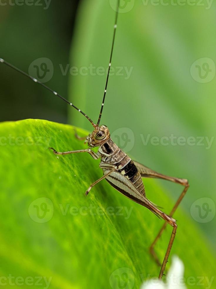 photo macro unique de petits insectes de grillons