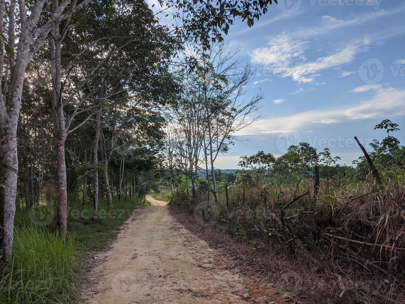 le paysage dans les plantations de caoutchouc de kalimantan photo