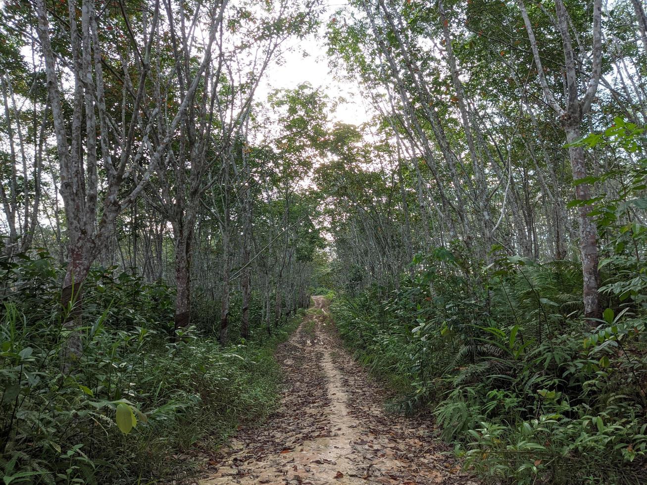 le paysage dans les plantations de caoutchouc de kalimantan photo