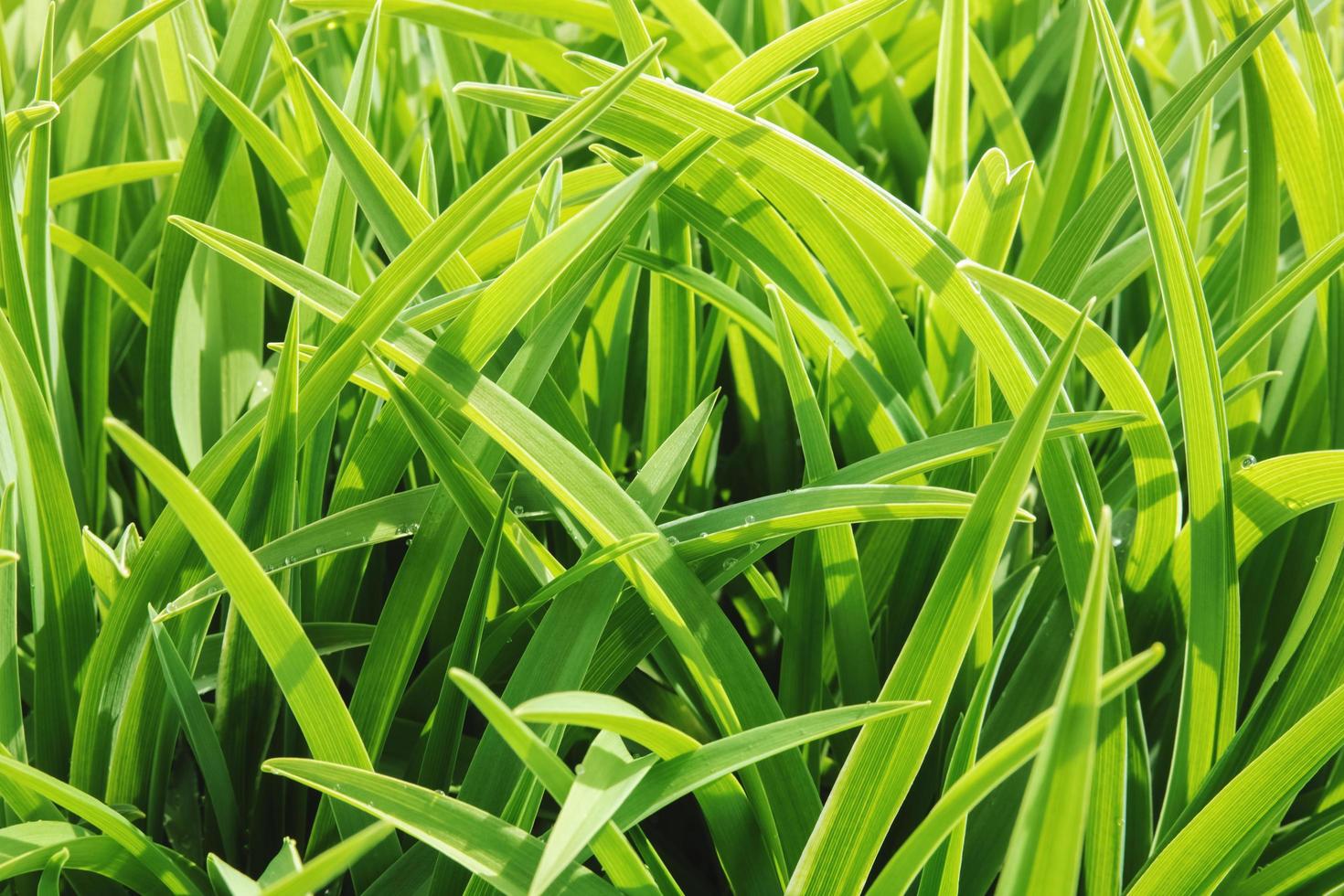 fond d'herbe verte fraîche et lumineuse. photo