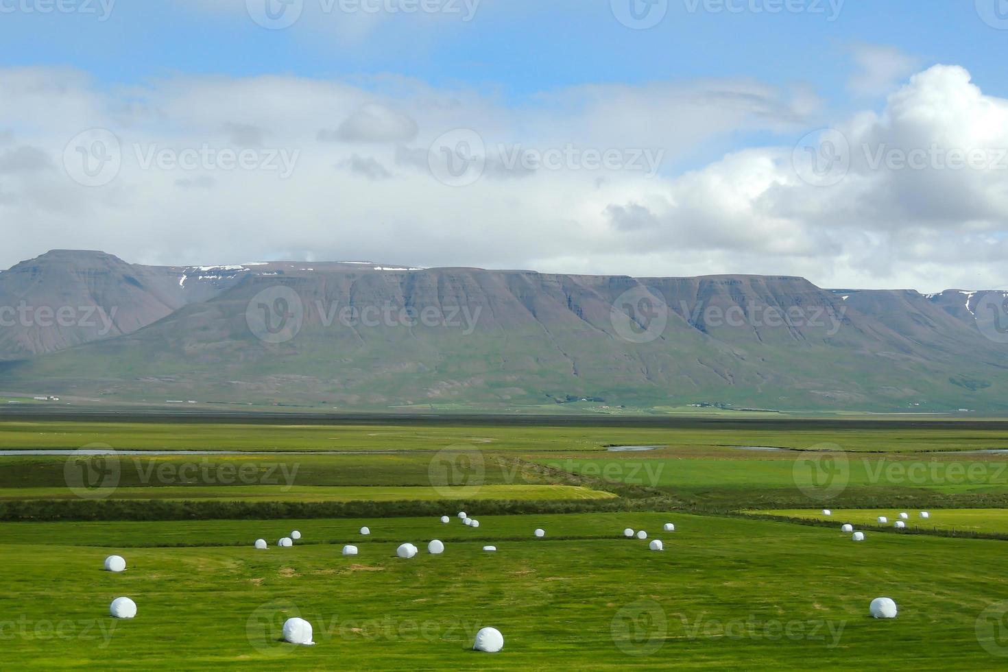 pré vert avec des meules de foin blanches en balles en islande photo