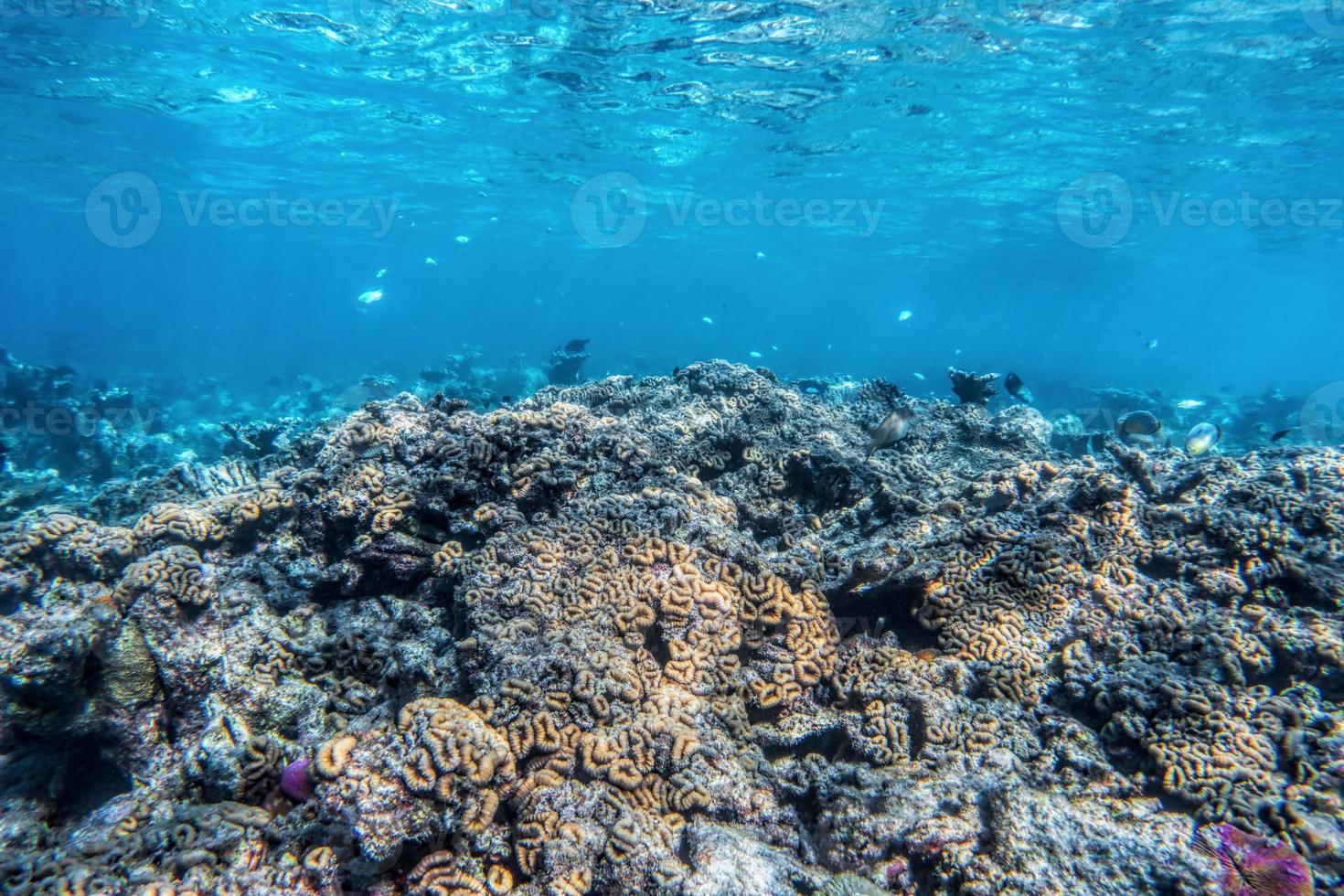 récif corallien sous-marin et poisson dans l'océan indien, maldives. photo