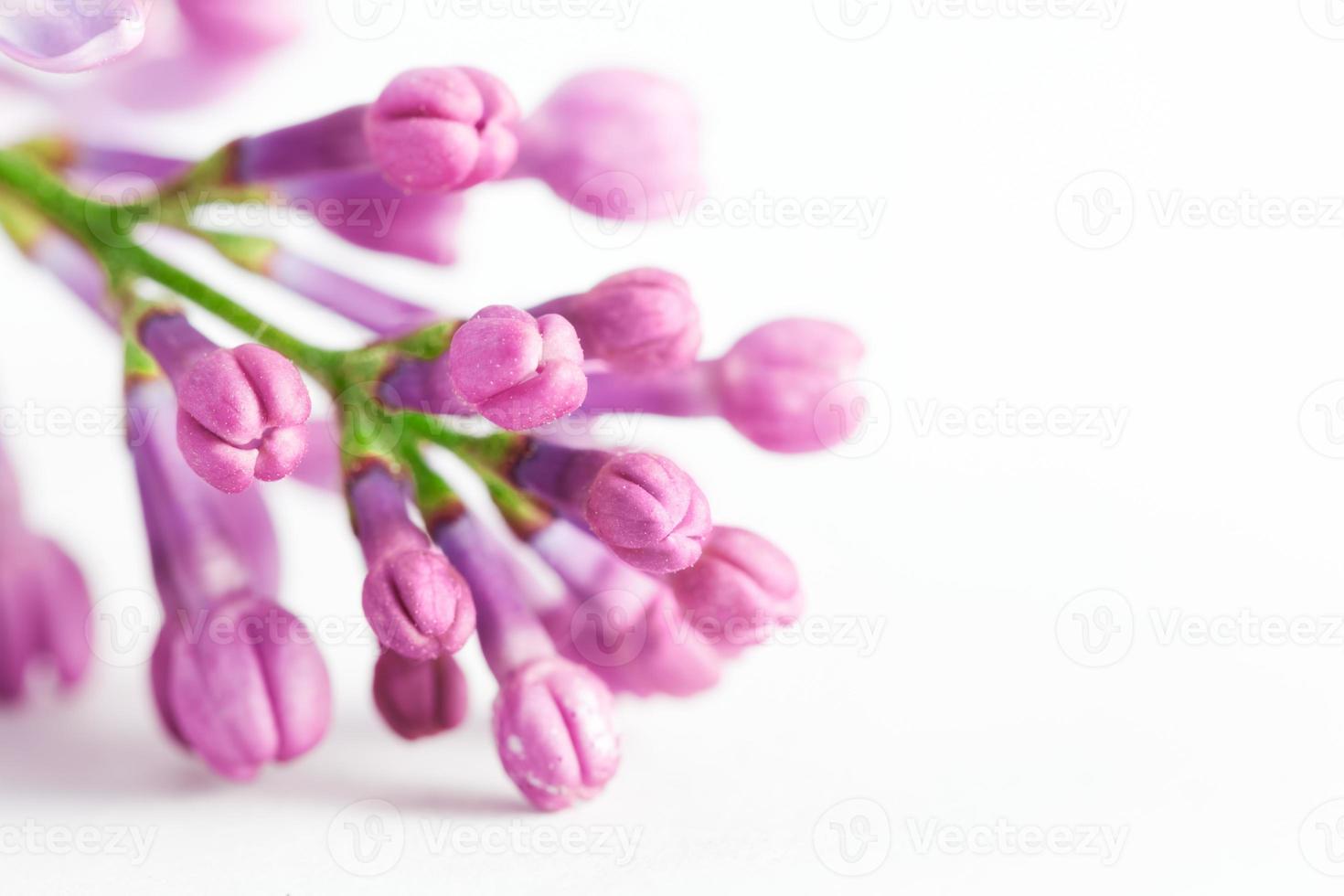 jeunes fleurs lilas printanières en fleurs. sur blanc photo