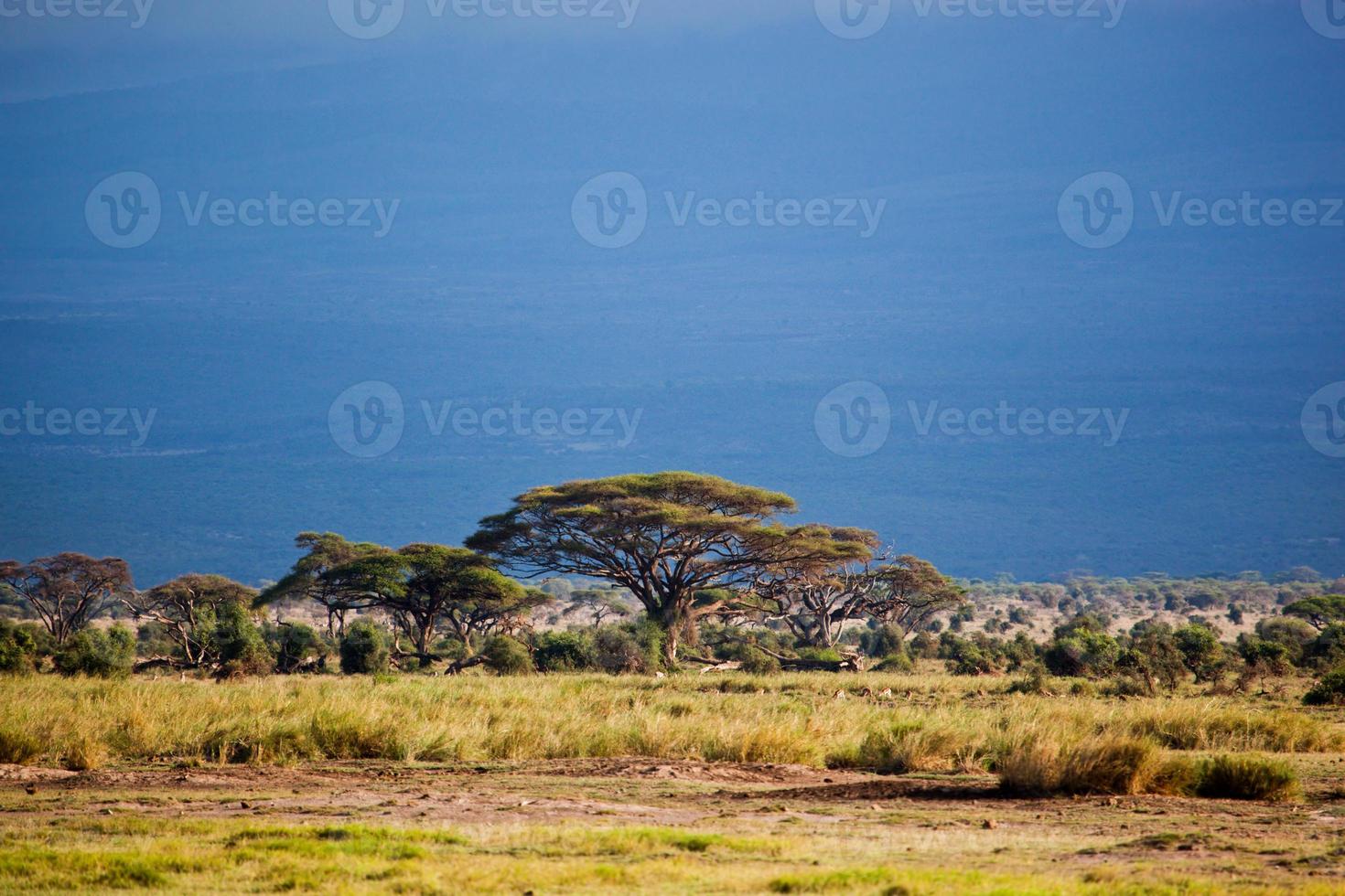paysage de savane en afrique, amboseli, kenya photo