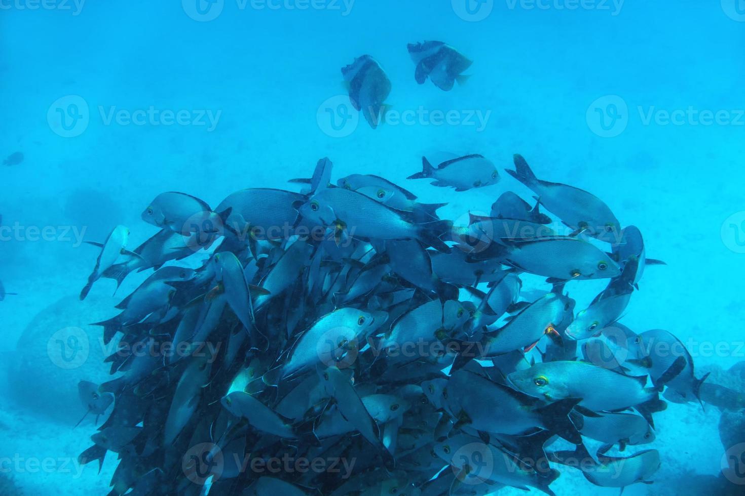 banc de poissons poissons dans l'océan indien, maldives. photo