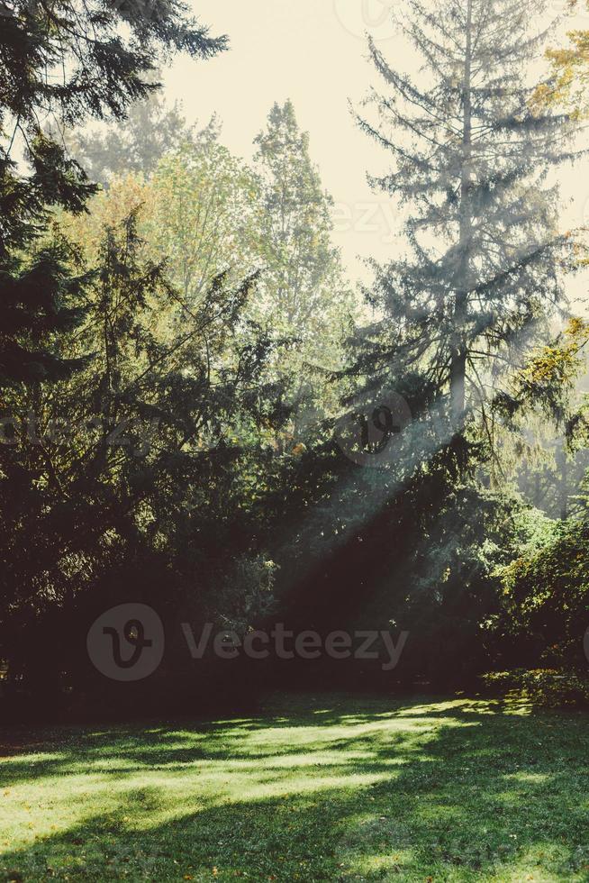 soleil qui brille à travers les arbres du parc. photo