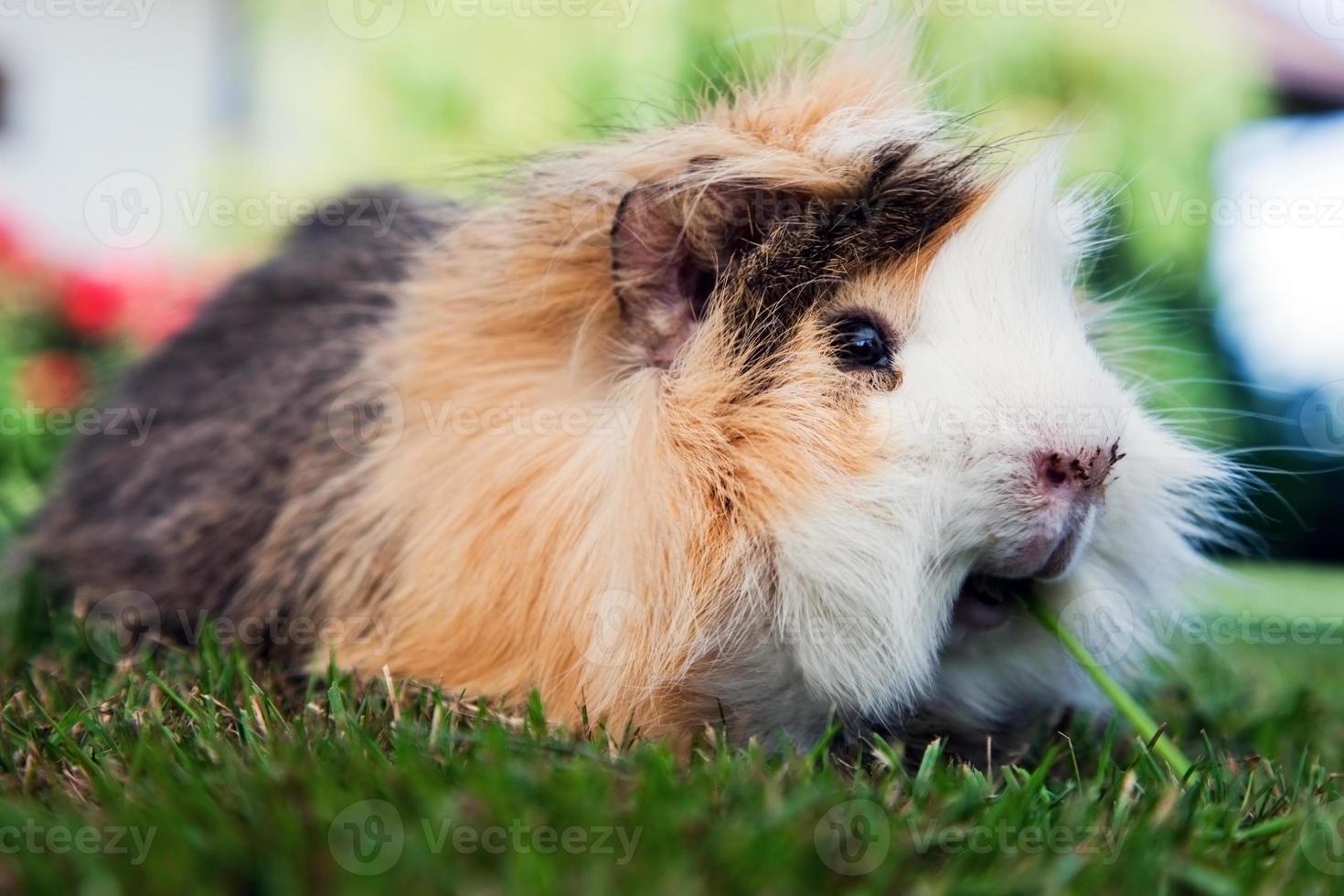 cochon d'inde dans le jardin photo