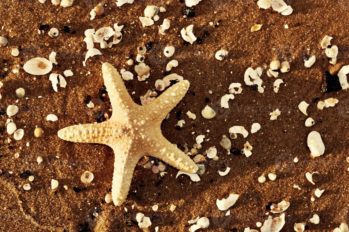 étoiles de mer et coquillages sur la plage exotique au coucher du soleil chaud photo