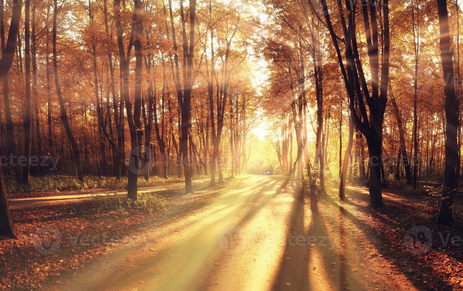 rayons de lumière tombent paysage arbres photo
