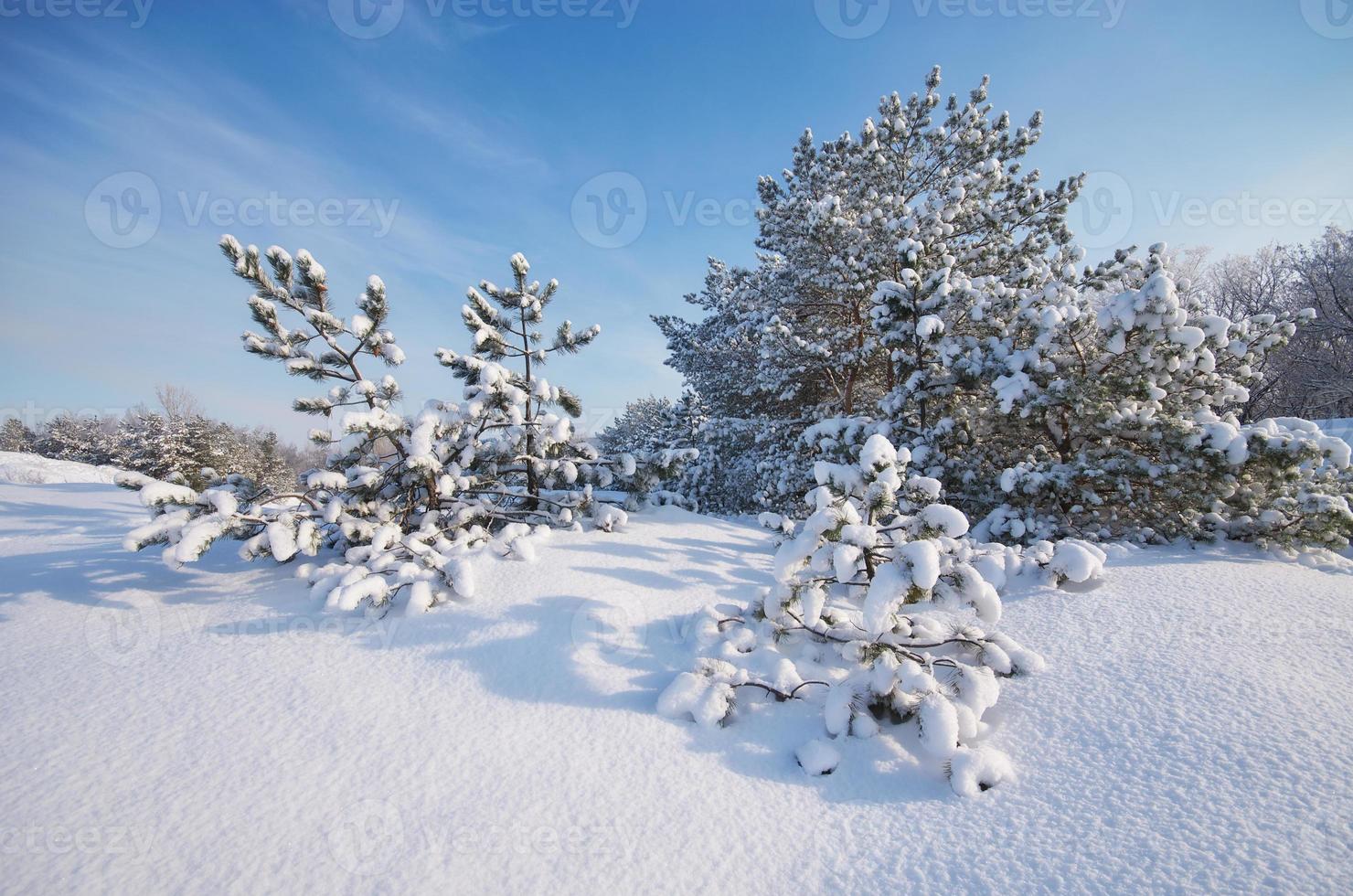 paysage d'hiver. photo