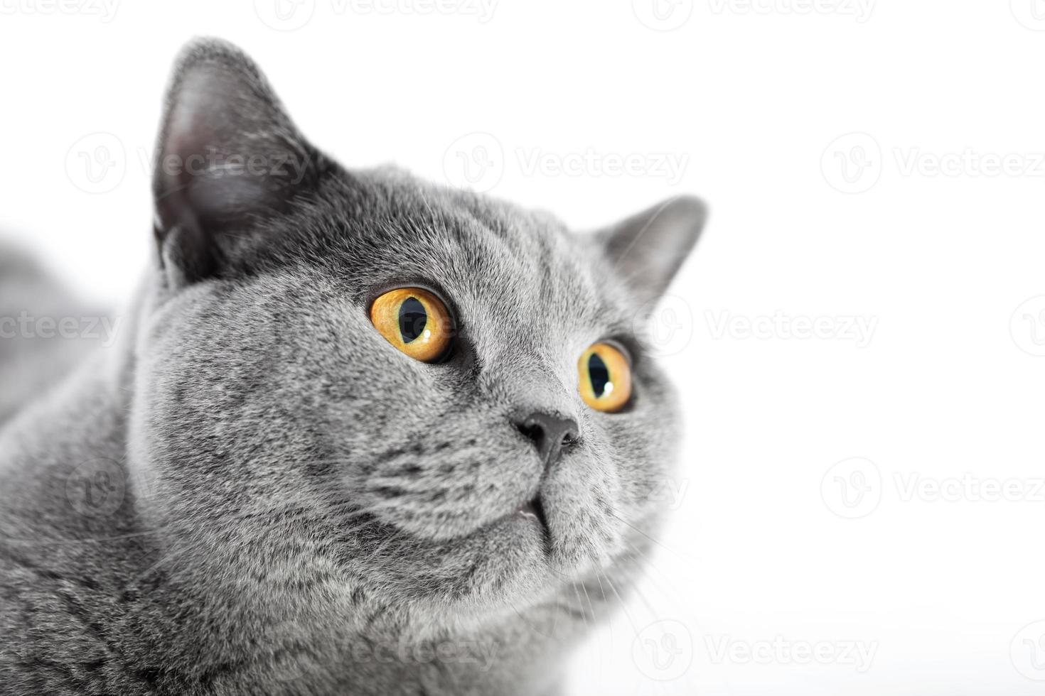 chat british shorthair isolé sur blanc. portrait de visage photo