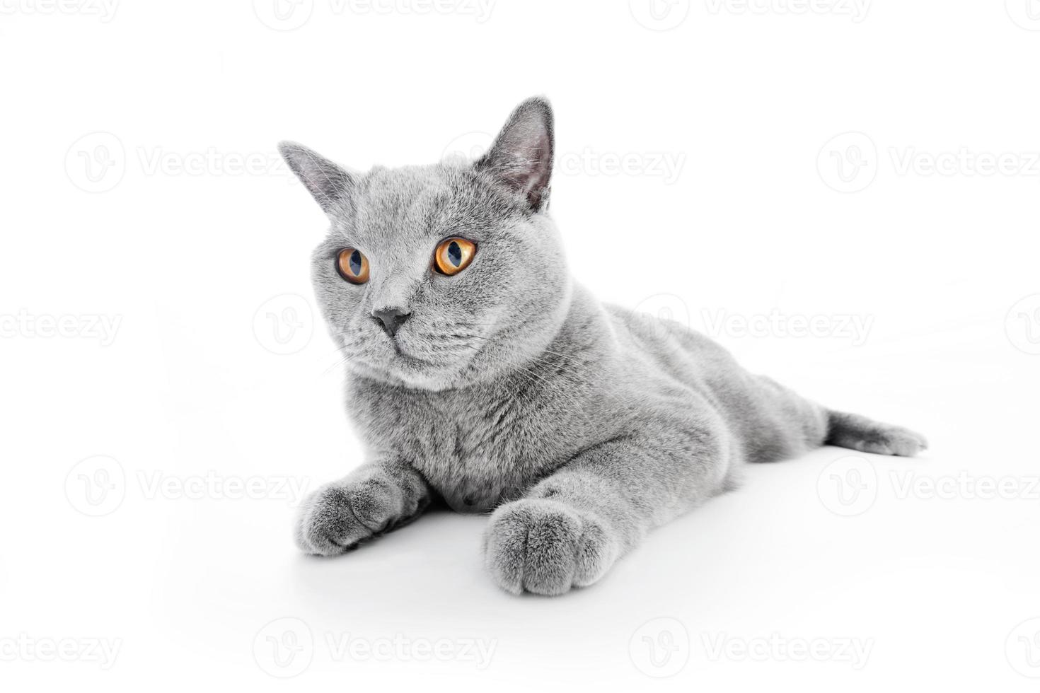 chat british shorthair isolé sur blanc. mensonge photo