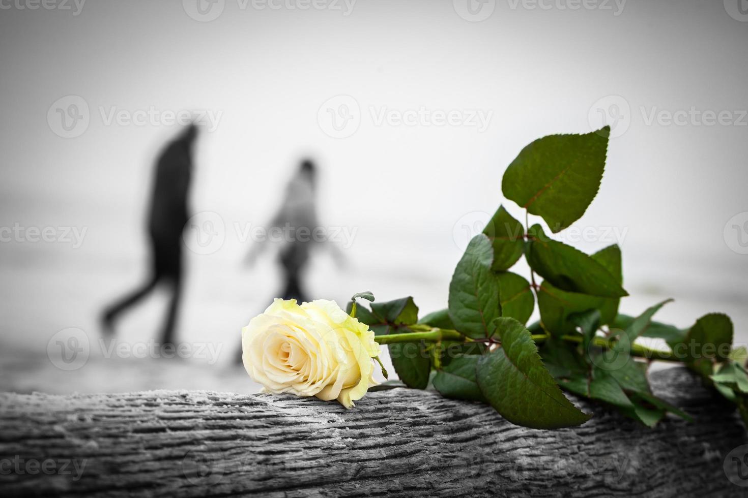 rose allongé sur un arbre cassé sur la plage. un couple marchant en arrière-plan. aimer photo