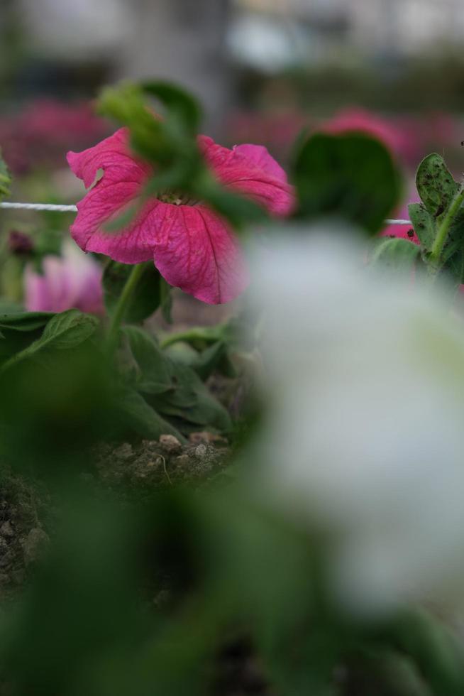 pétunia instantané rose dans la verdure photo