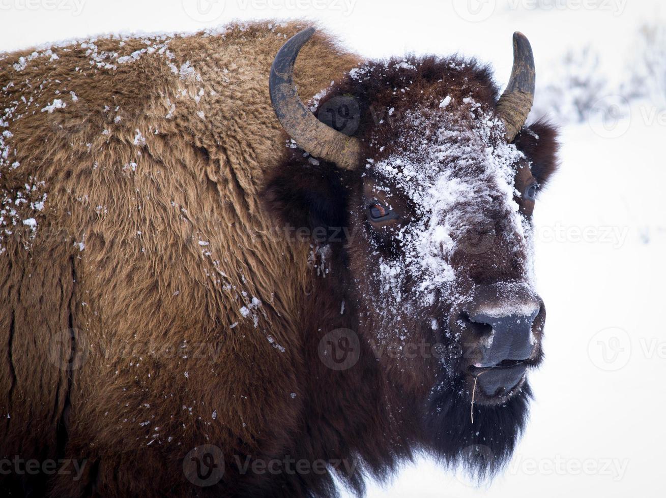 Bison broutant en hiver photo