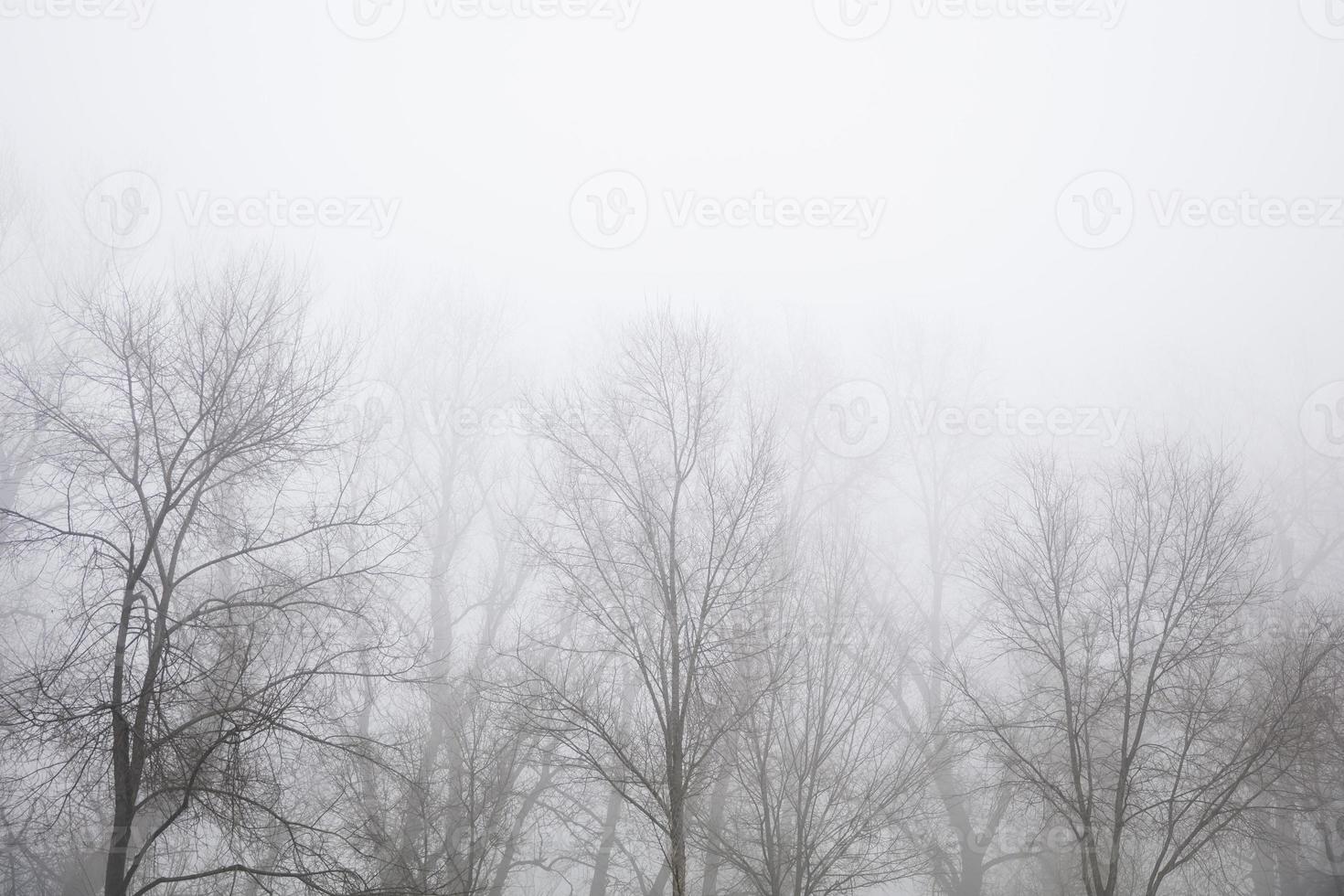 arbres dans la journée d'hiver brumeuse photo