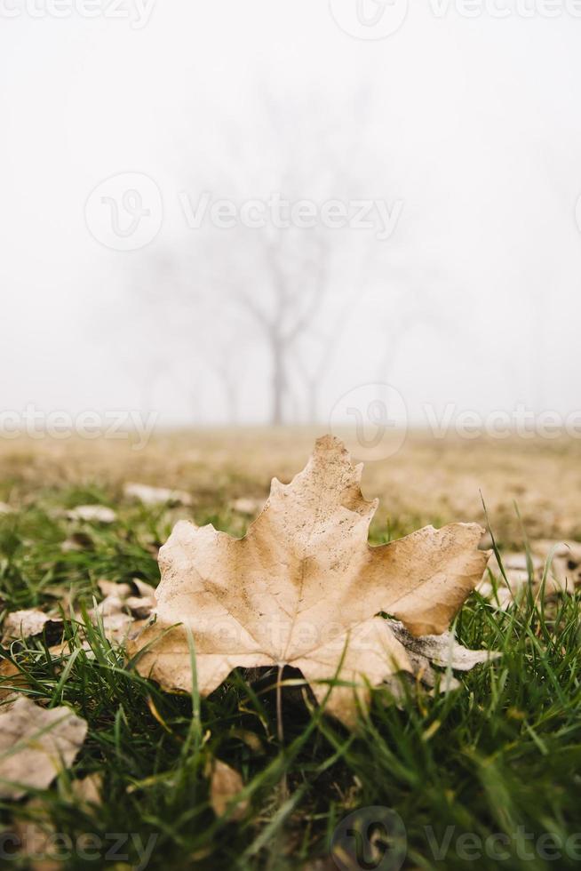 arbre dans le jour d'hiver brumeux photo