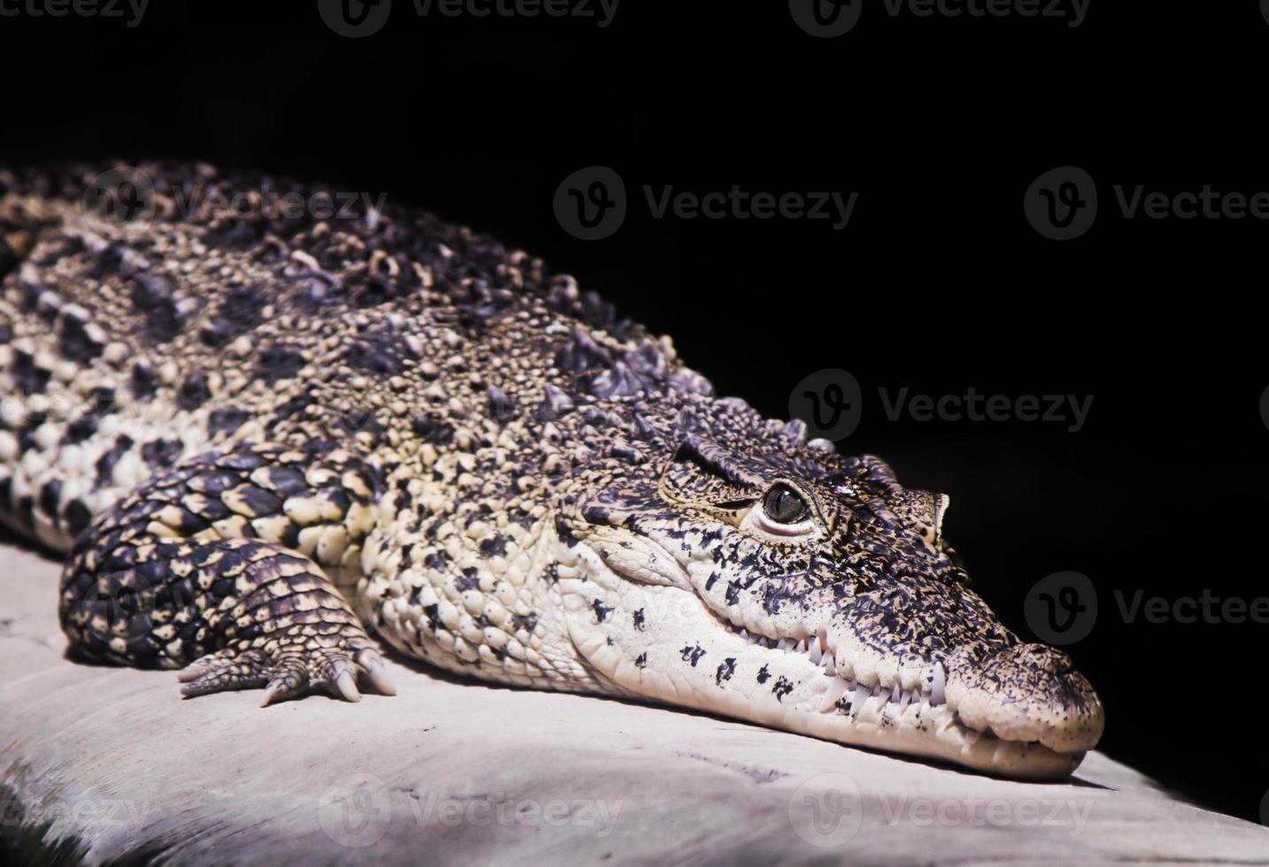 un portrait de crocodile sur fond noir photo