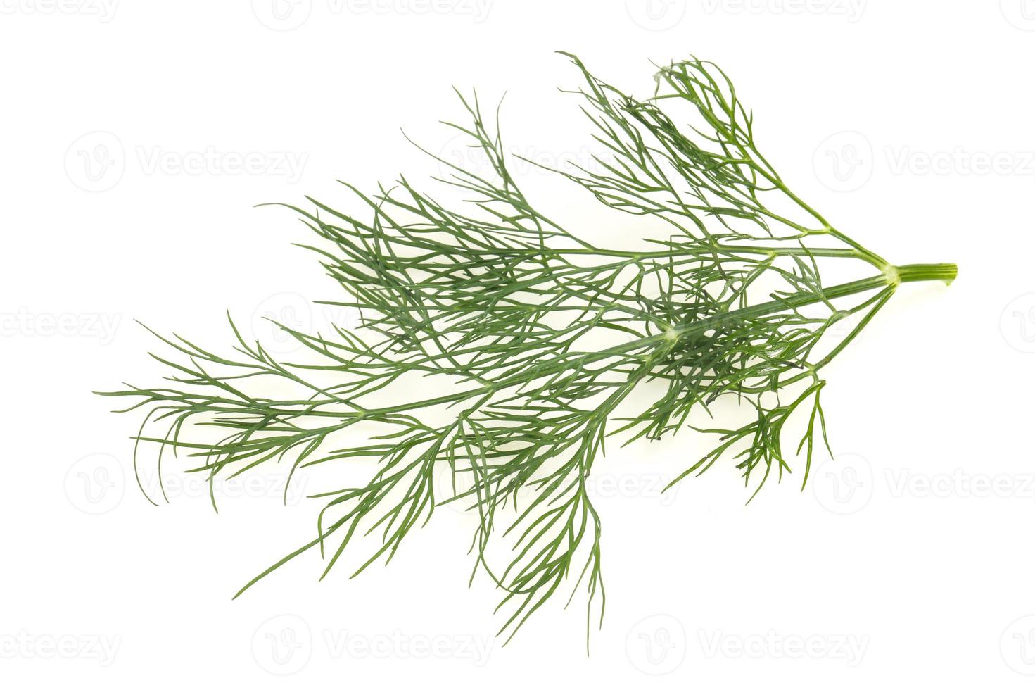 branche d'herbe d'aneth vert frais photo