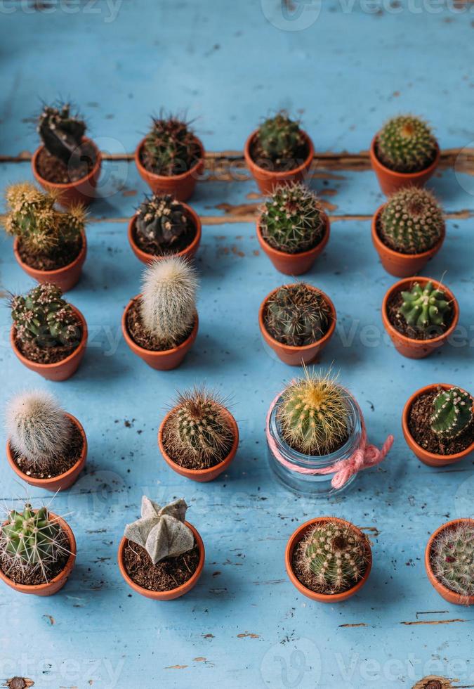 beaucoup de petits cactus et succulents mignons dans des pots photo