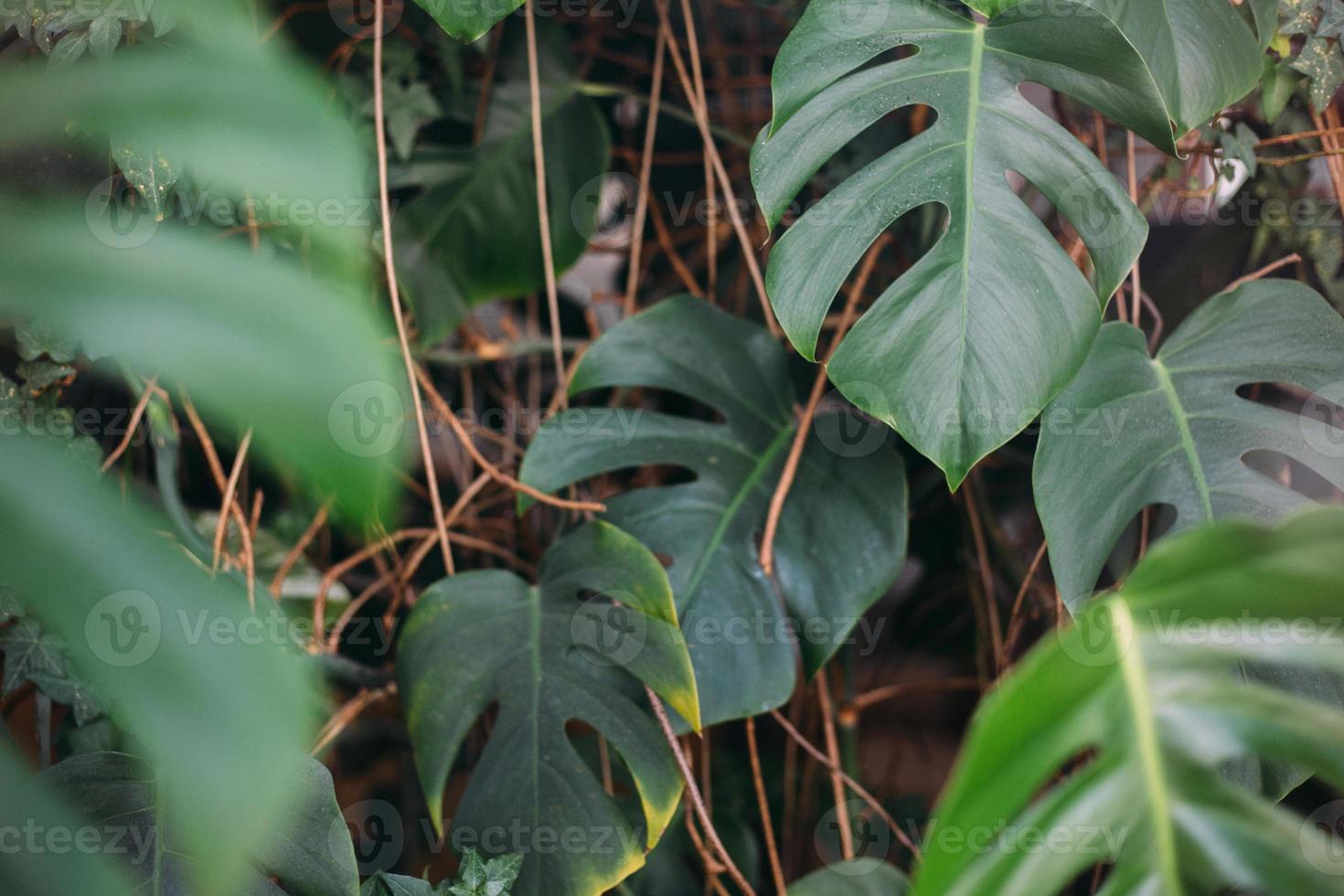 feuilles vertes de monstera ou monstera deliciosa, arrière-plan ou motifs de forêt tropicale à feuilles vertes. photo