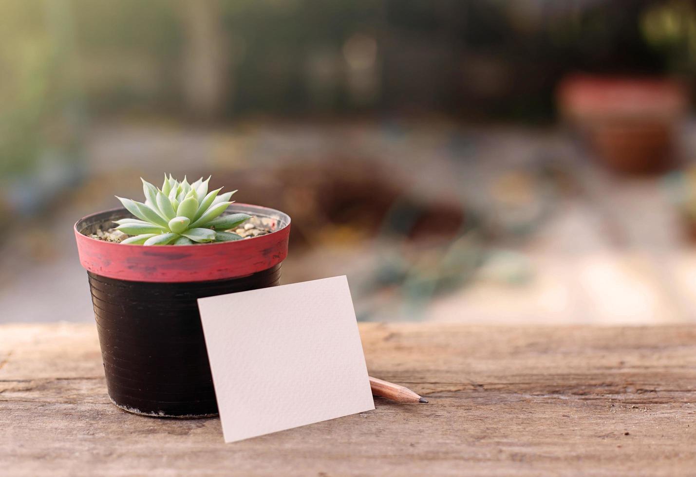 plante succulente et papier photo