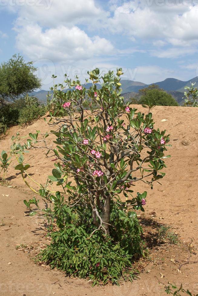 rose du désert, ethiopie, afrique photo