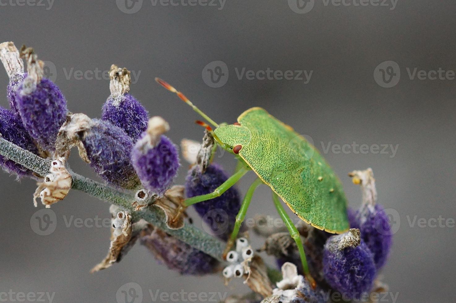 punaise verte, palomena prasina photo