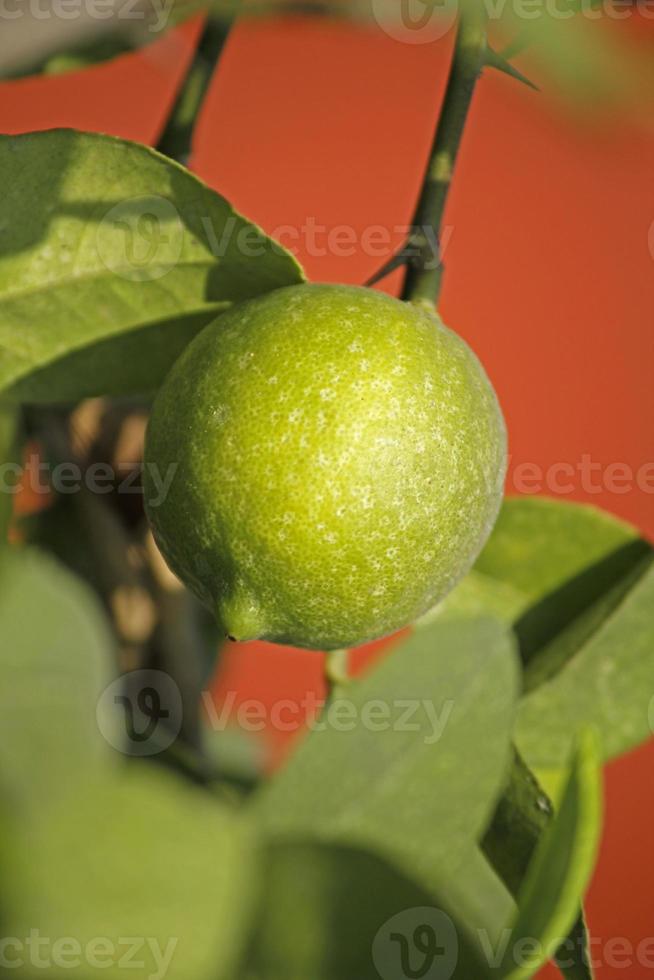 citron, c. limon photo