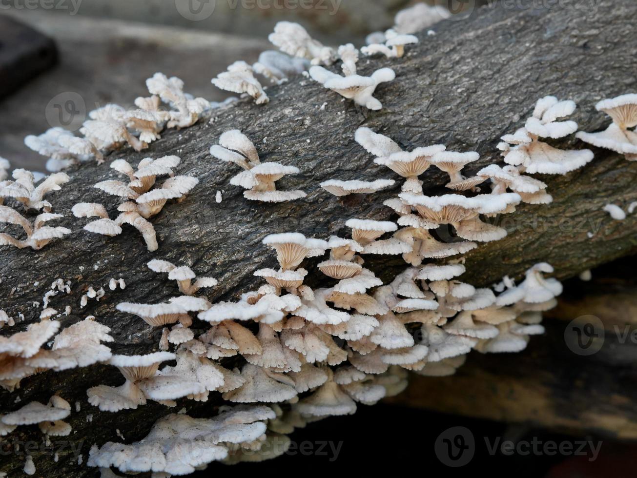 gros plan de champignons poussant sur un tronc d'arbre photo