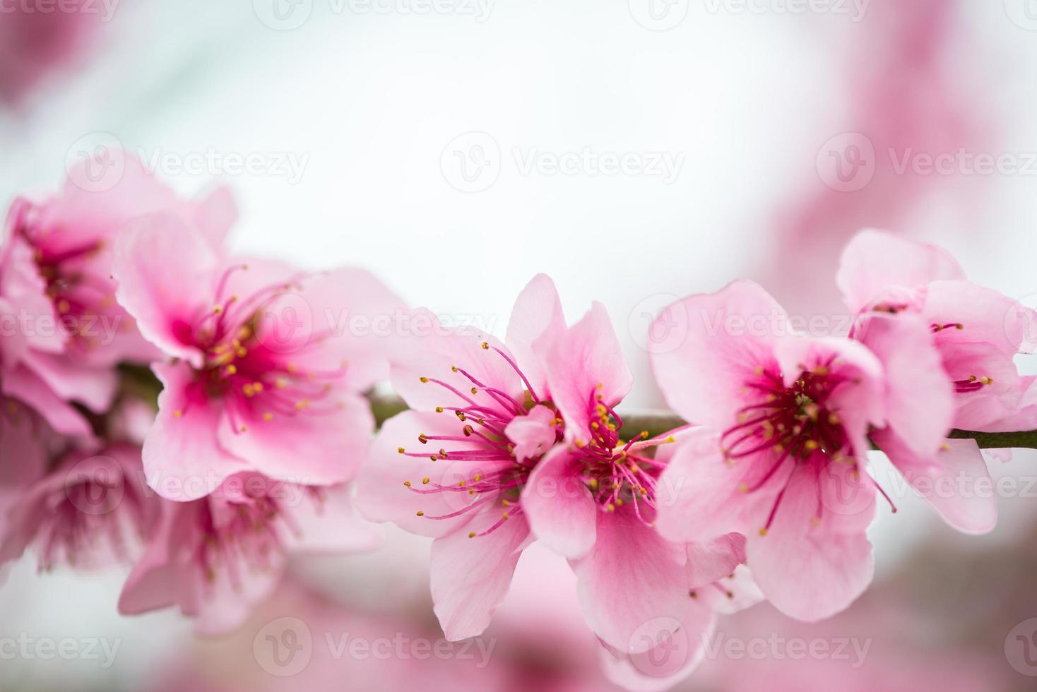 branche d'arbre en fleurs au printemps avec fond estompé photo