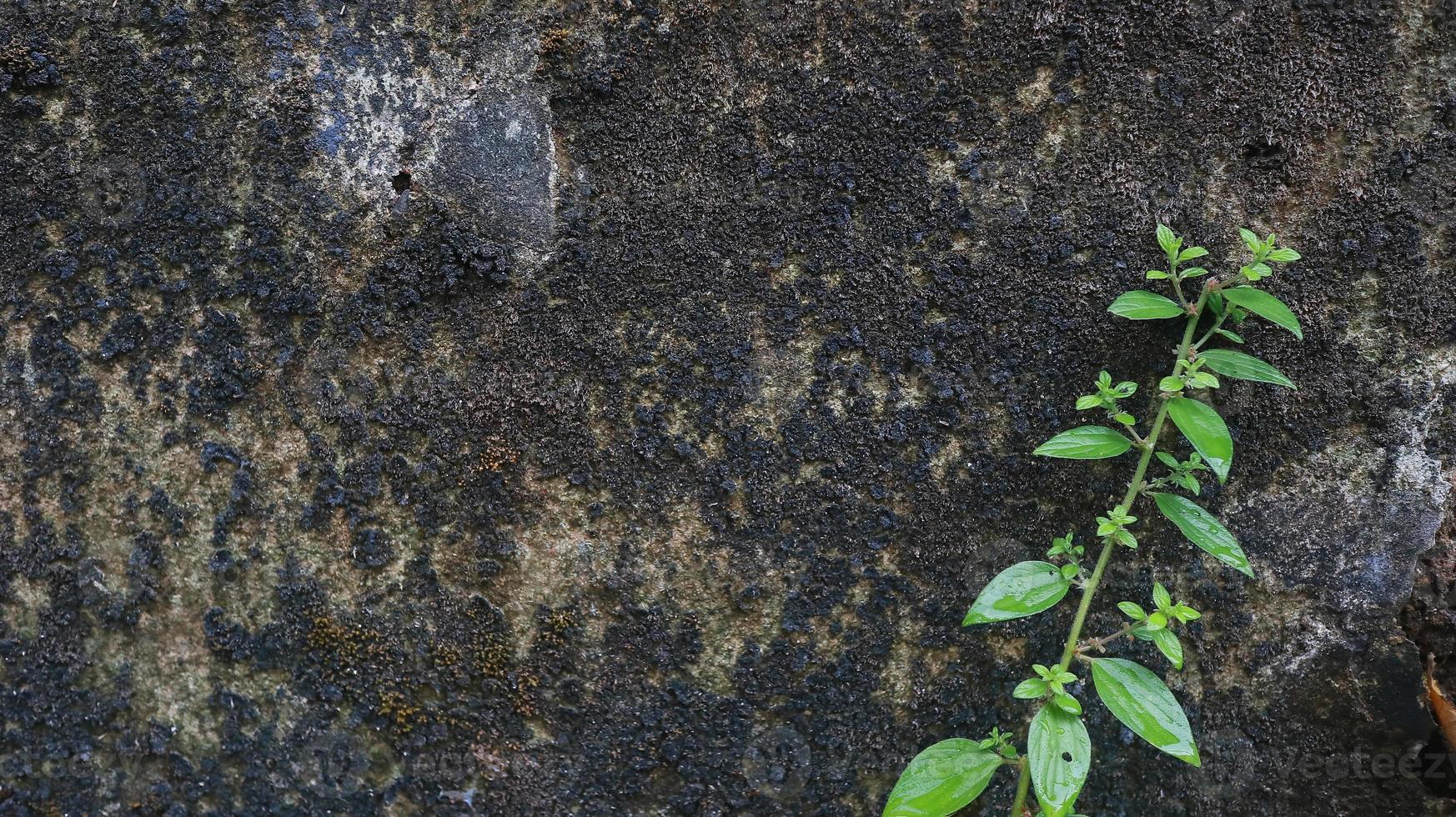 plante sur un vieux mur de briques photo