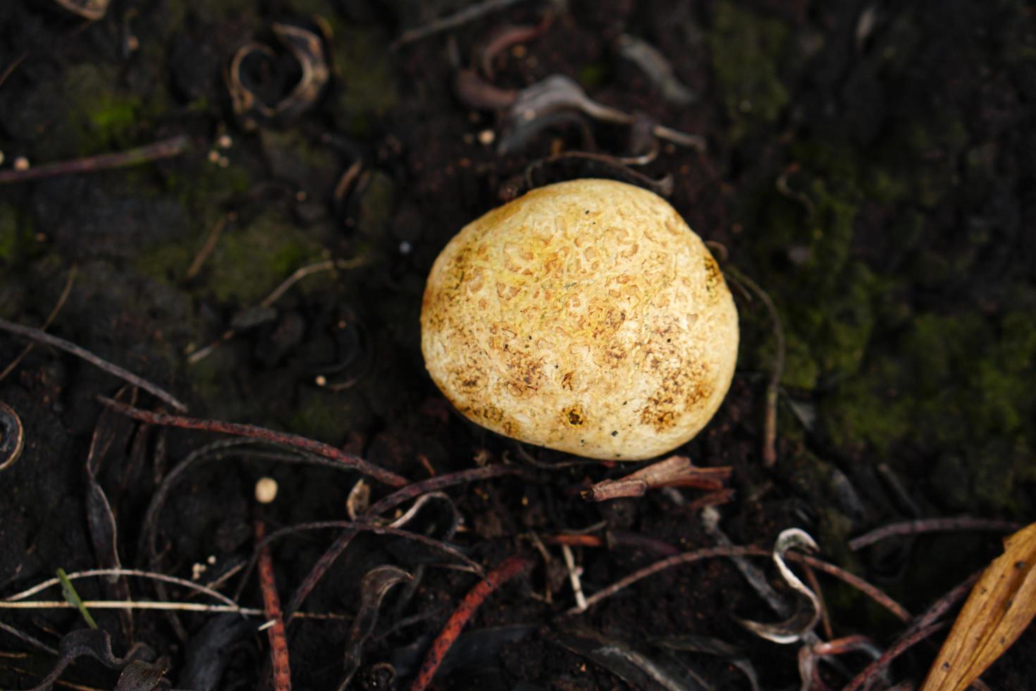 les champignons vénéneux sont arrondis sur le sol. photo