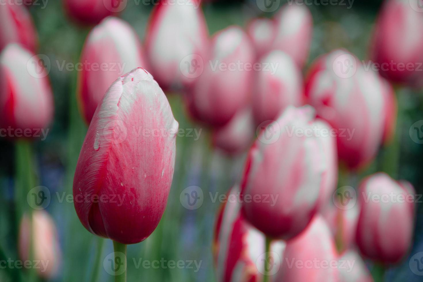 tulipes photo