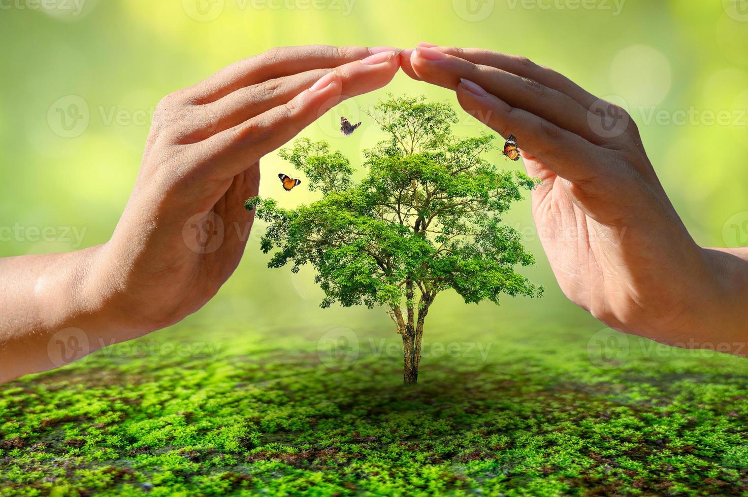 mains protégeant les arbres concept de la journée mondiale de l'environnement photo