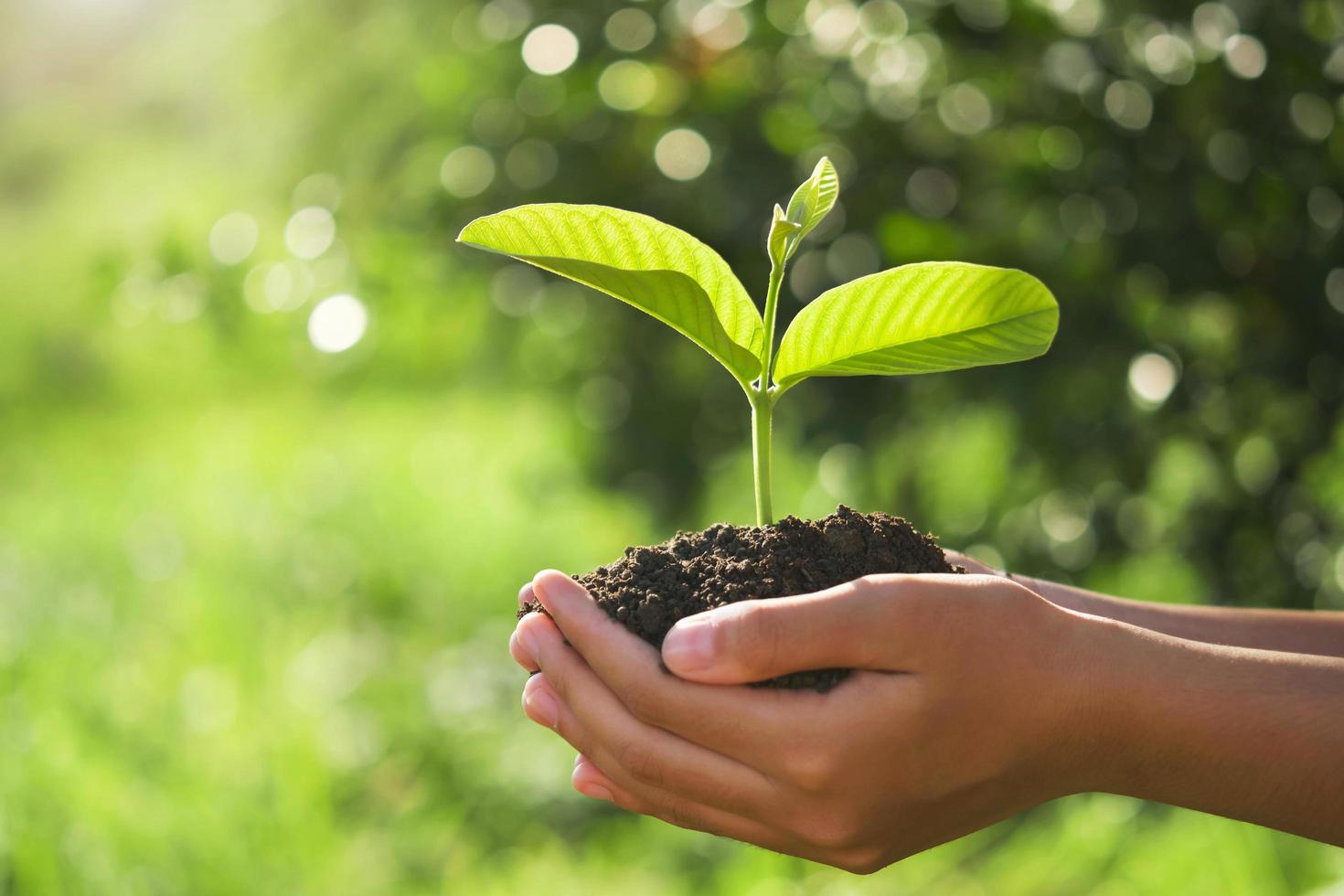 concept de jour de la terre écologique. main tenant une jeune plante au soleil et fond de nature verdoyante photo