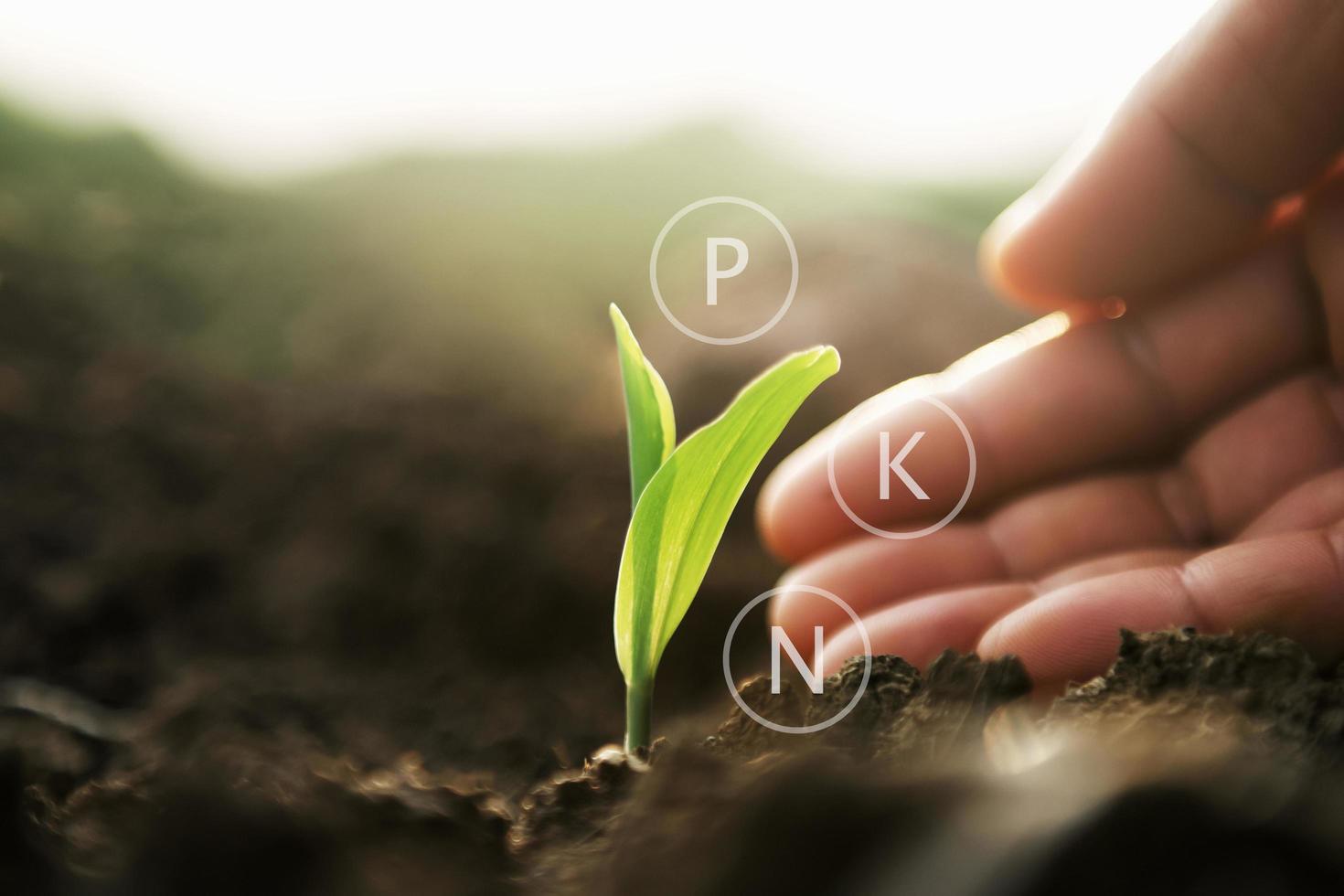plante poussant avec la main et l'icône minérale numérique. notion agricole photo