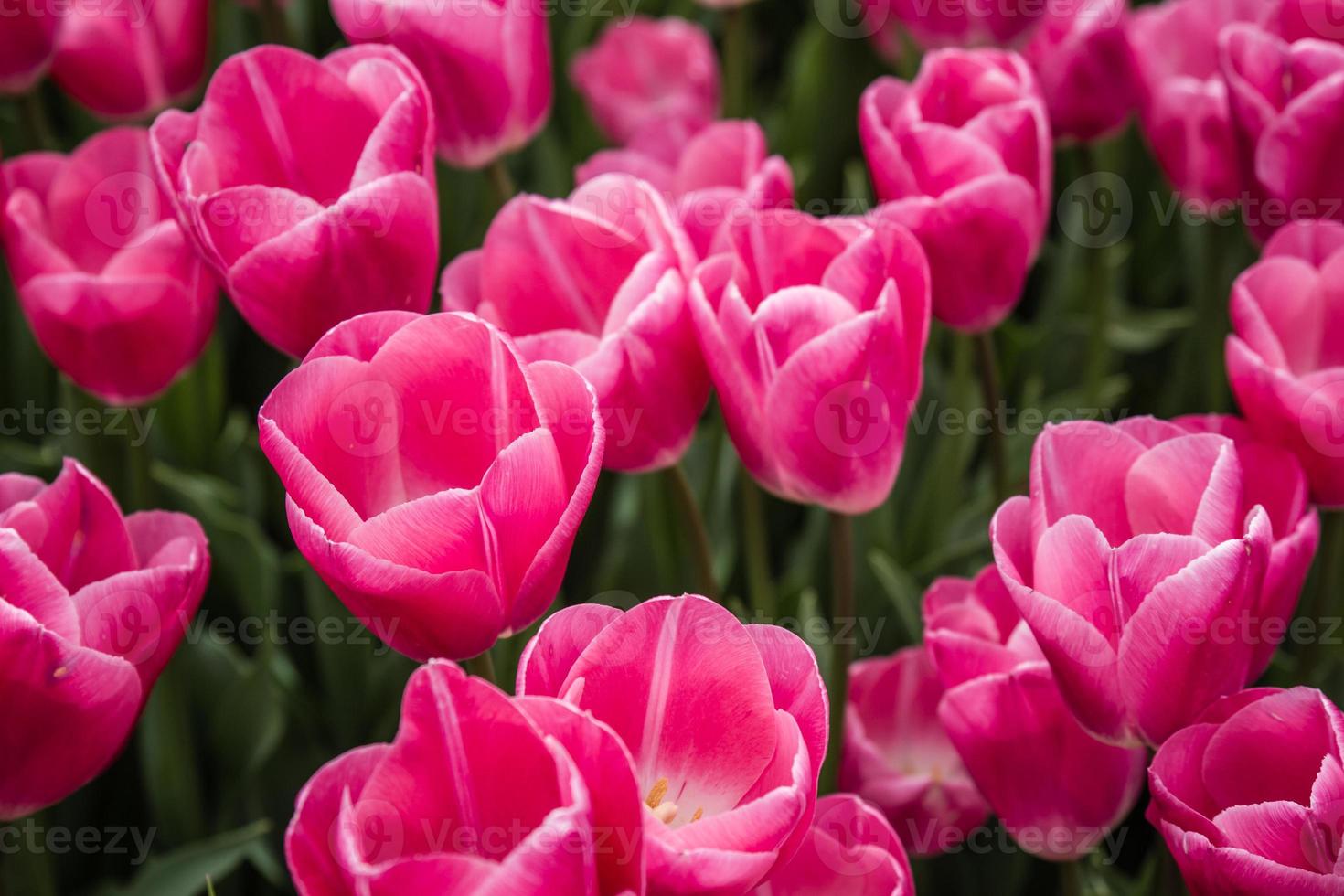 belles tulipes roses dans un jardin verdoyant d'istanbul photo