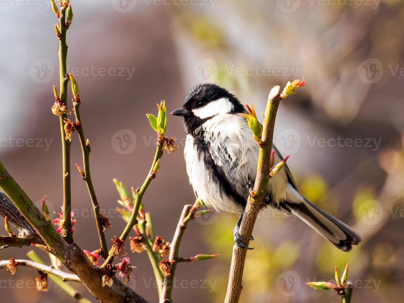 mésange japonaise sur une branche de prunier photo