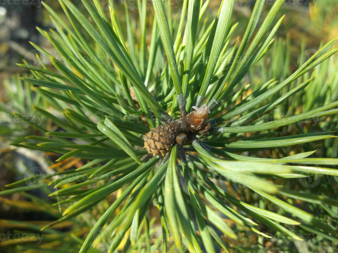 une brindille de pin au soleil photo