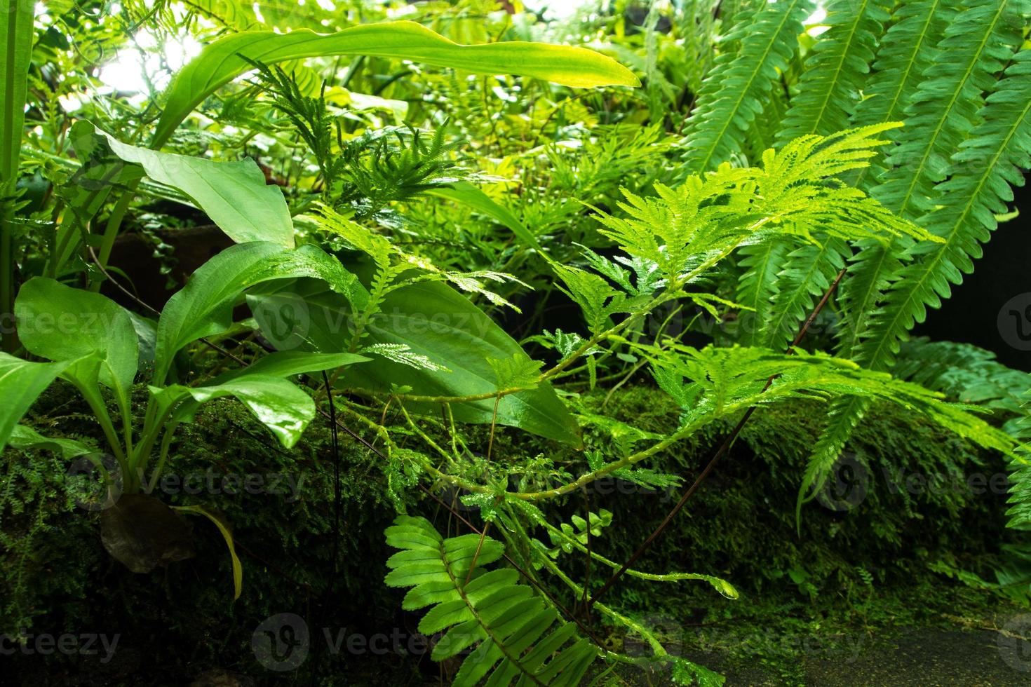 feuilles de fougère fraîcheur avec mousse et algues dans le jardin tropical photo