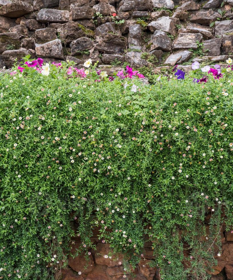 le pétunia coloré sur le lit de lierre. photo