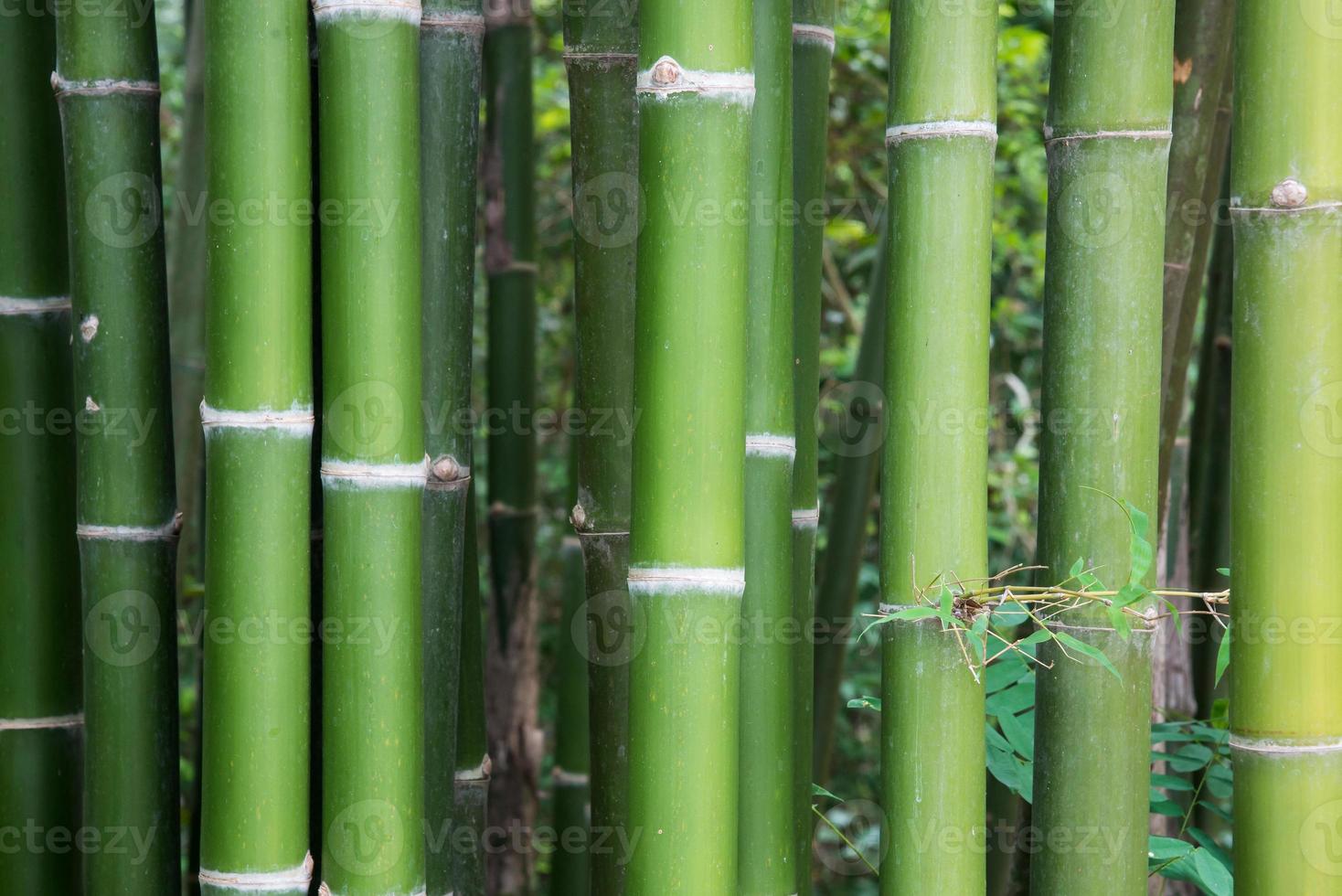 tiges de bambou fraîches. photo