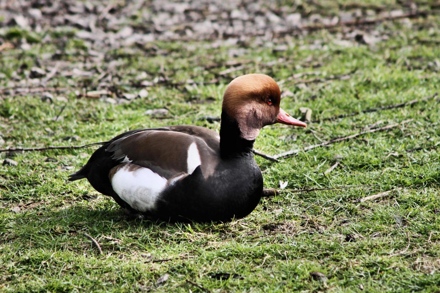 un gros plan d'un canard pochard photo