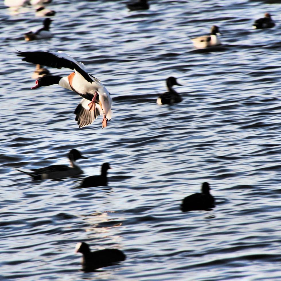 un gros plan d'un tadorne photo