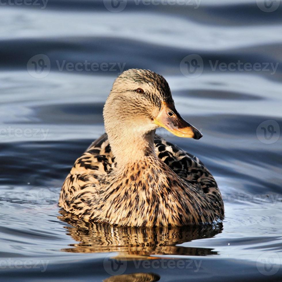 un gros plan d'un canard colvert photo