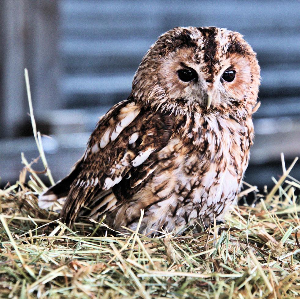 un gros plan d'une chouette hulotte photo